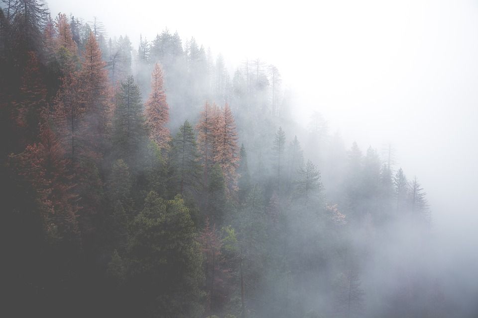 © Pexels - pixabay.com / Wald