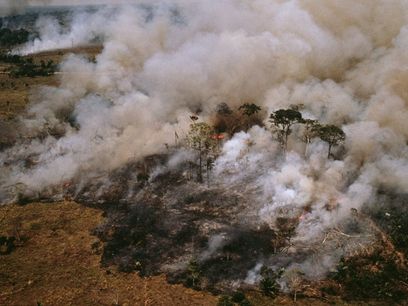 © WWF Mark Edwards / Brandrodung im Amazons