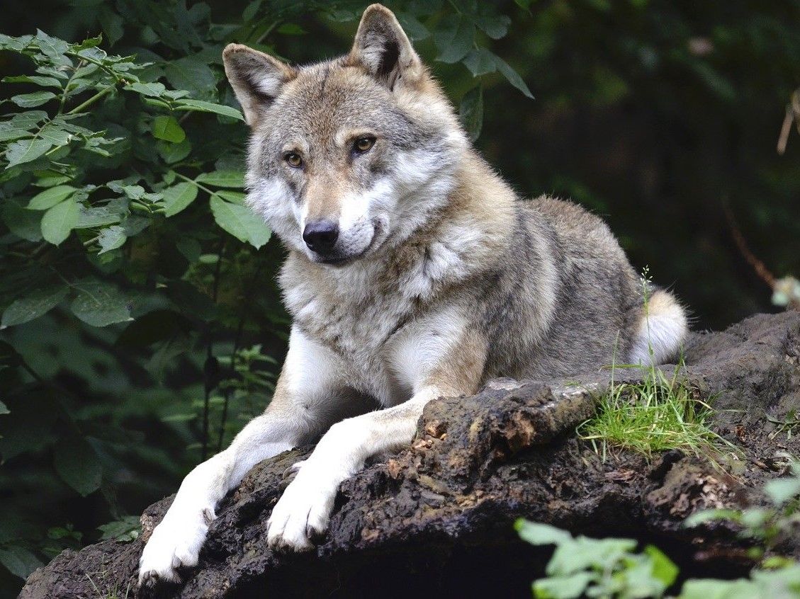 © Andrea Bohl auf Pixabay  / Wolf