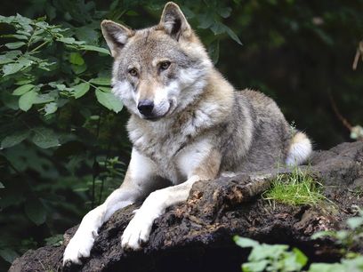 © Andrea Bohl auf Pixabay  / Wolf