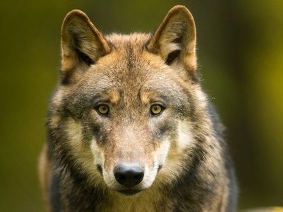 wolf.jpg.jpg