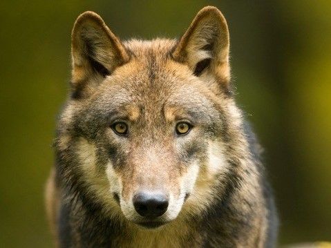 wolf.jpg.jpg