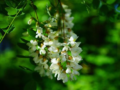 © Hans Braxmeier auf Pixabay /Die Robinie wurde aus den USA nach Österreich und in viele Länder Europas eingeführt. Sie beeinträchtigt artenreiche Blumenwiesen und trägt zur floristischen Vereinheitlichung bei. © Hans Braxmeier auf Pixabay /Die Robinie wurde aus den USA nach Österreich und in viele Länder Europas eingeführt. Sie beeinträchtigt artenreiche Blumenwiesen und trägt zur floristischen Vereinheitlichung bei.