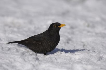 © (rspb–images.com