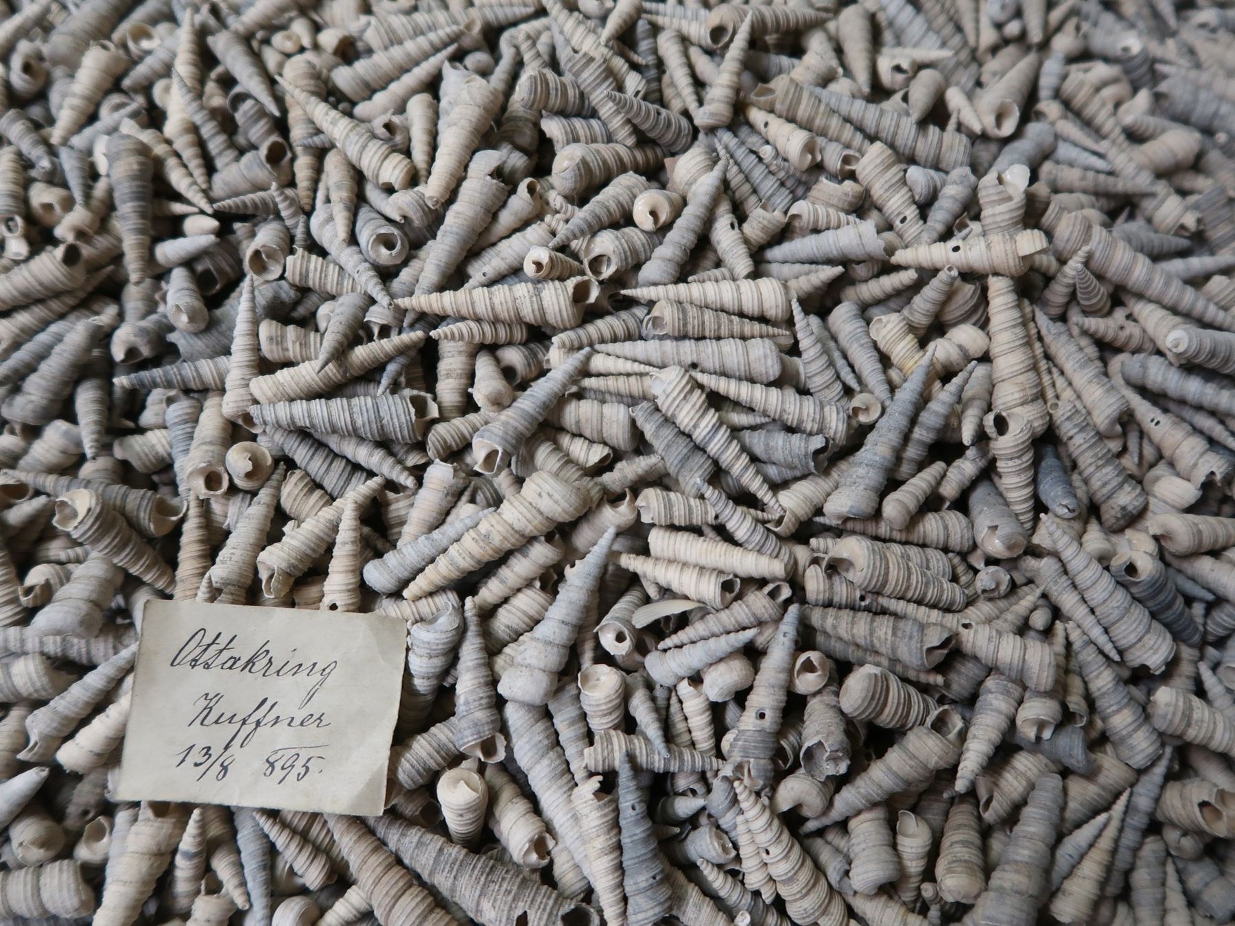 © NHM Wien, Alice Schumacher/ Lade mit hunderten Schalen von Turmschnecken aus Ottakring im Naturhistorischen Museum Wien. Die Schalen sind 14 Millionen Jahre alt