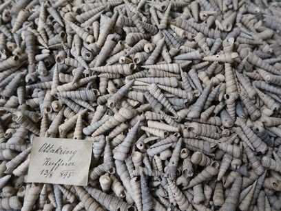 © NHM Wien, Alice Schumacher/ Lade mit hunderten Schalen von Turmschnecken aus Ottakring im Naturhistorischen Museum Wien. Die Schalen sind 14 Millionen Jahre alt