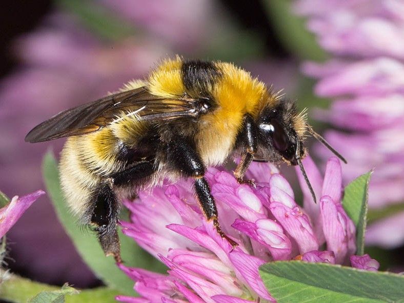 Deichhummel1 c WalterWallner.jpg