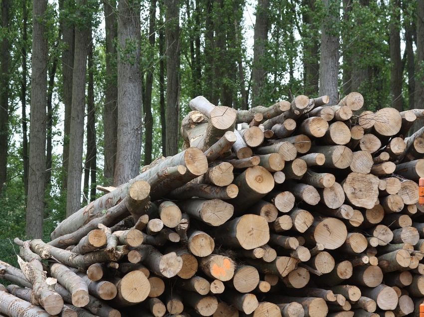 HolzBiomasse .jpg.jpg