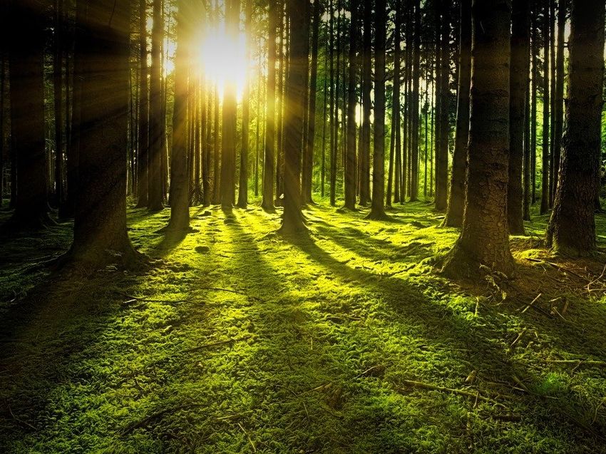 WaldNatur.jpg.jpg