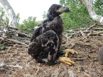 SeeadlerFelix Beckmann WWF.jpg.jpg