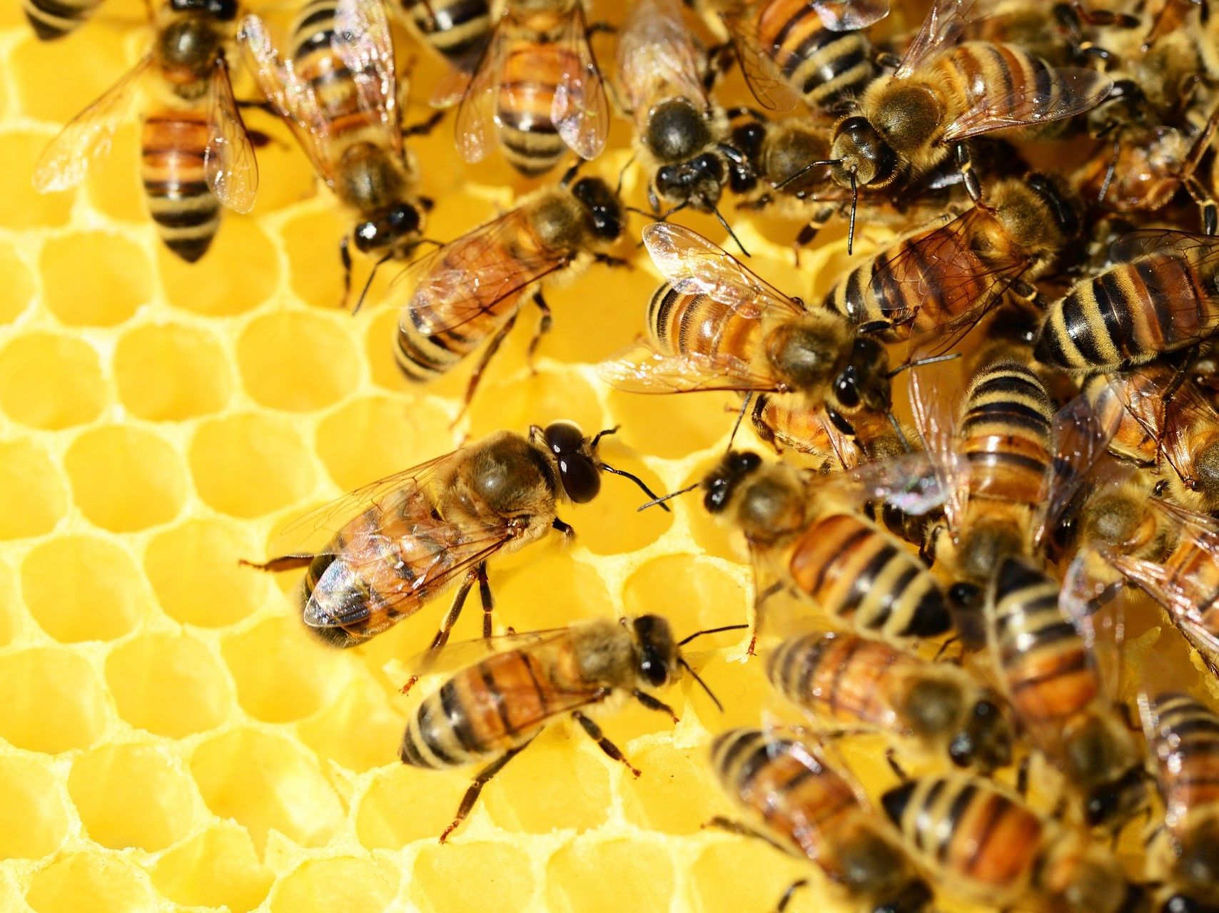 © PollyDot auf pixabay / Honigbienen