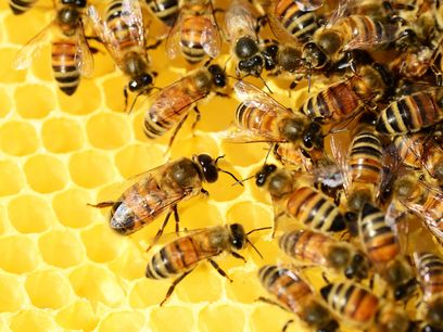 © PollyDot auf pixabay / Honigbienen