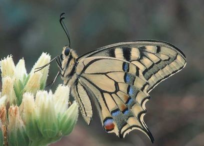 ja © Nationalpark Donau–Auen GmbH