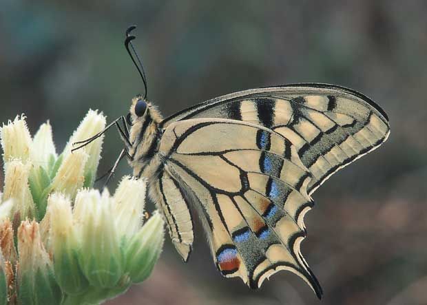 ja © Nationalpark Donau–Auen GmbH