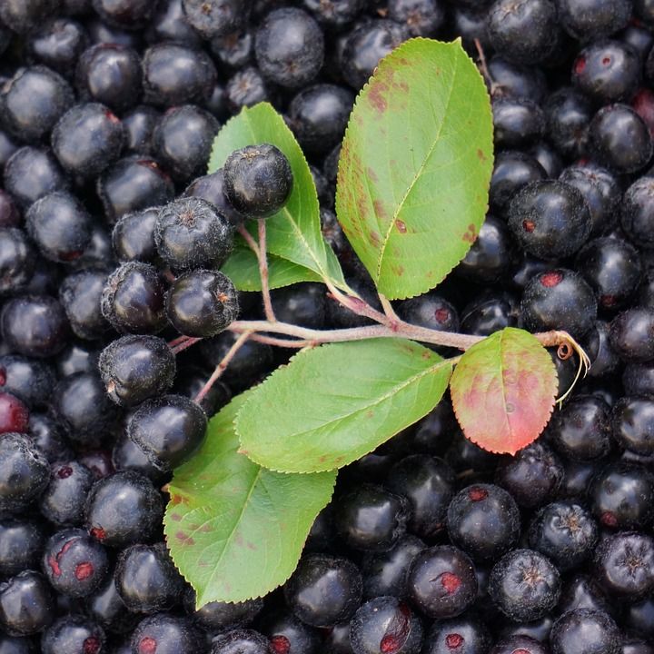 aronia.jpg.jpg