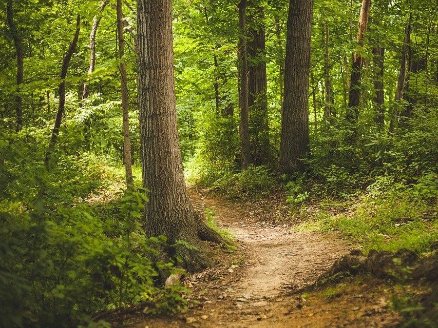 © pexels pixabay.com / Wald