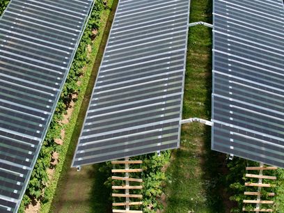 © BayWa r.e. wurde für innovative „BayWa r.e. / Fruitvoltaic-Anlage in den Niederlanden ausgezeichnet © BayWa r.e. wurde für innovative „BayWa r.e. / Fruitvoltaic-Anlage in den Niederlanden ausgezeichnet