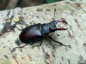 © Baumgartner / Hirschkäfer