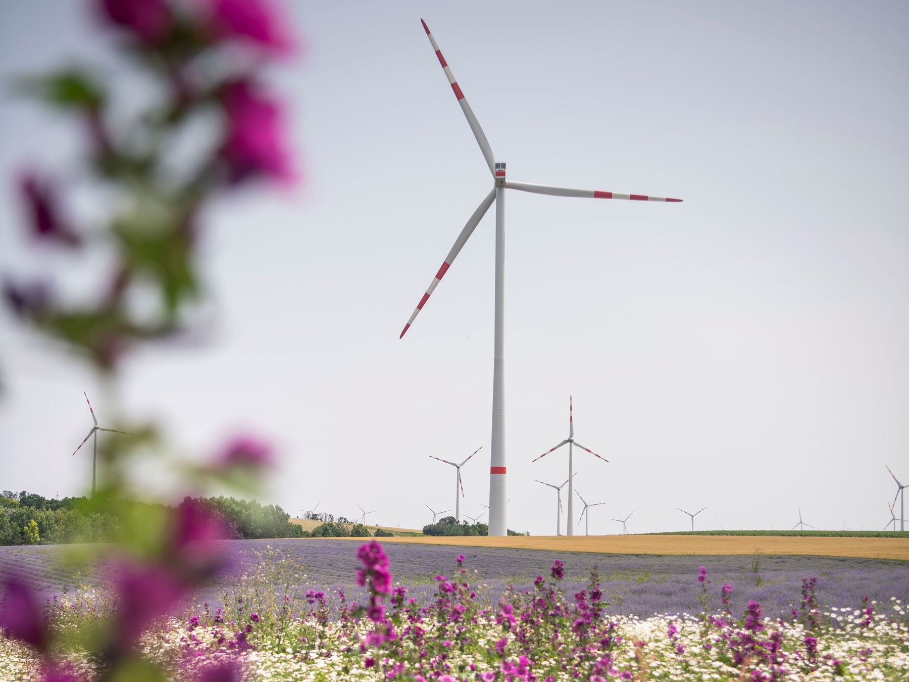 ©  EVN / Daniela Matejschek / Windpark Großkrut/Altlichtenwarth