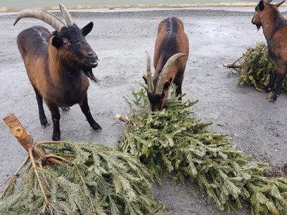 © MA 48-Christbaumsammlung - Festmahl für Ziegen auf der Deponie Rautenweg