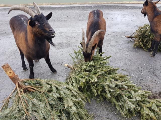 © MA 48-Christbaumsammlung - Festmahl für Ziegen auf der Deponie Rautenweg