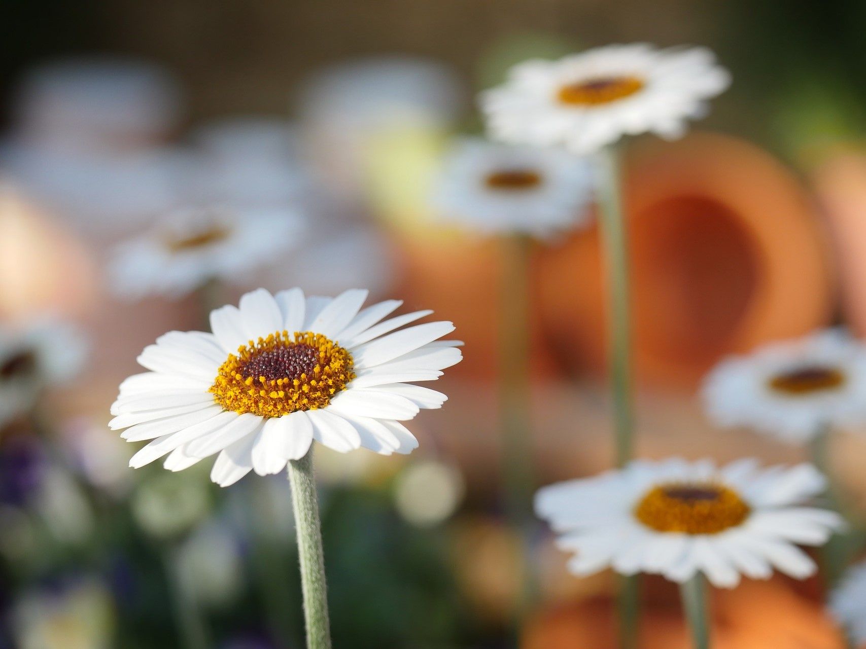 naturblumegarten.jpg.jpg