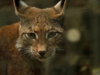 Luchs.jpg.jpg