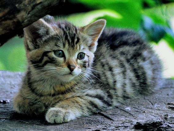 © Robert Hofrichter / Junge Wildkatze