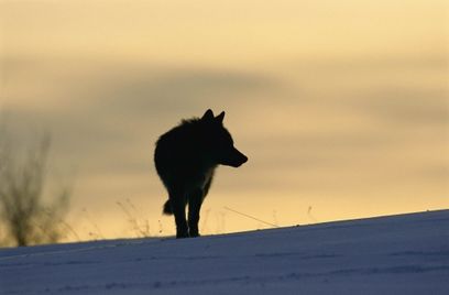 © Steffan Widstrand WWF