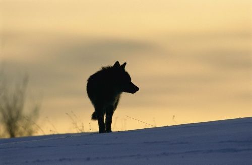 © Steffan Widstrand WWF