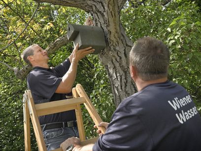 © Wiener Wasser Zinnner/ In Kooperation mit der Stadt Wien – Umweltschutz schafft Wiener Wasser Nistplätze für Vögel. In Kooperation mit der Stadt Wien – Umweltschutz schafft Wiener Wasser Nistplätze für Vögel. © Wiener Wasser Zinnner/ In Kooperation mit der Stadt Wien – Umweltschutz schafft Wiener Wasser Nistplätze für Vögel. In Kooperation mit der Stadt Wien – Umweltschutz schafft Wiener Wasser Nistplätze für Vögel.