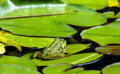 Frosch.jpg.jpg