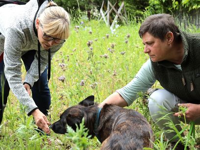© BOKU PeterPeter Zeschi Im Projekt "Giftpflanzen-Spürnasen - Hunde auf der Jagd nach der verborgenen Gefahr auf Feldern" werden die Fähigkeiten der Spürhunde auf die Detektion von Giftpflanzen in landwirtschaftlichen Sonderkulturen getestet. © BOKU PeterPeter Zeschi Im Projekt "Giftpflanzen-Spürnasen - Hunde auf der Jagd nach der verborgenen Gefahr auf Feldern" werden die Fähigkeiten der Spürhunde auf die Detektion von Giftpflanzen in landwirtschaftlichen Sonderkulturen getestet.