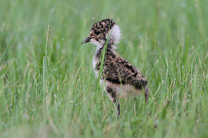© BirdLife/Limberger - Kiebitzküken - Schutzmaßnahmen: "Kiebitz-Inseln", temporäre Stillegungsflächen auf feuchten Acker-und Wiesensutten wirken besonders positiv © BirdLife/Limberger - Kiebitzküken - Schutzmaßnahmen: "Kiebitz-Inseln", temporäre Stillegungsflächen auf feuchten Acker-und Wiesensutten wirken besonders positiv