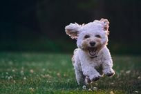 Hund TEST