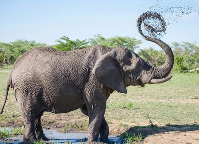 Elefant