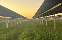 agri-pv Burgenland.jpg