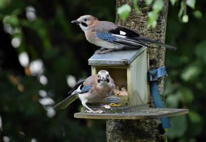 jay-6976377 1280.jpg