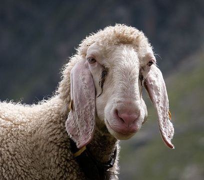 Tiroler Bergschaf.jpg