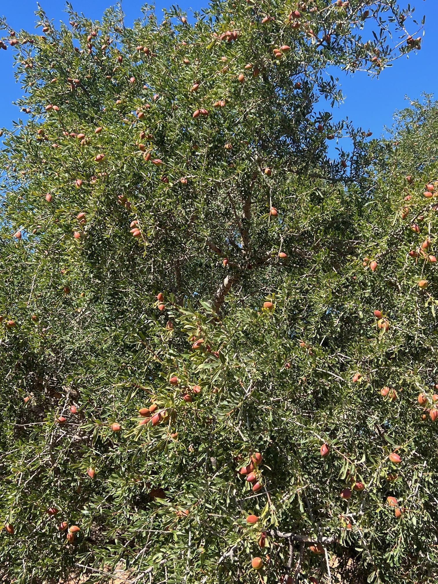 03 Argan Marokko Wald BOKU.jpg