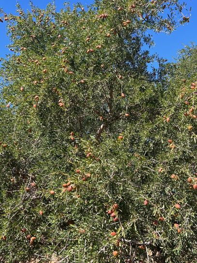 03 Argan Marokko Wald BOKU.jpg