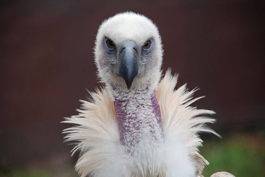 cape-vulture-9131028 1920.jpg