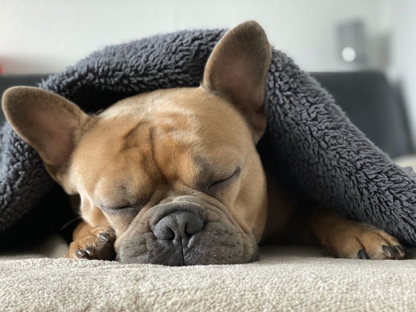 french-bulldog-Hund-Decke.jpg