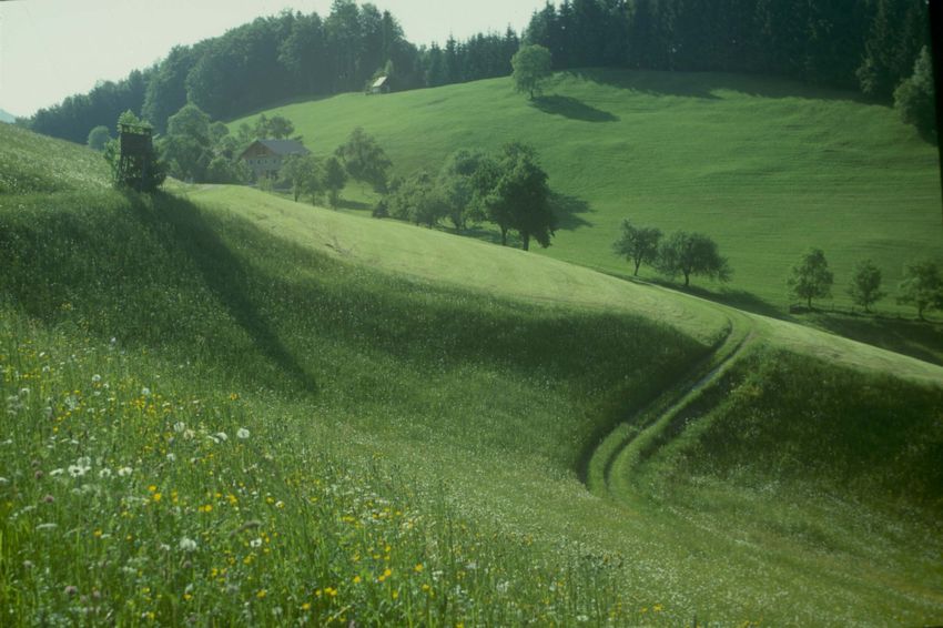 Essl Klulturlandschaft Oberoesterreich.jpg