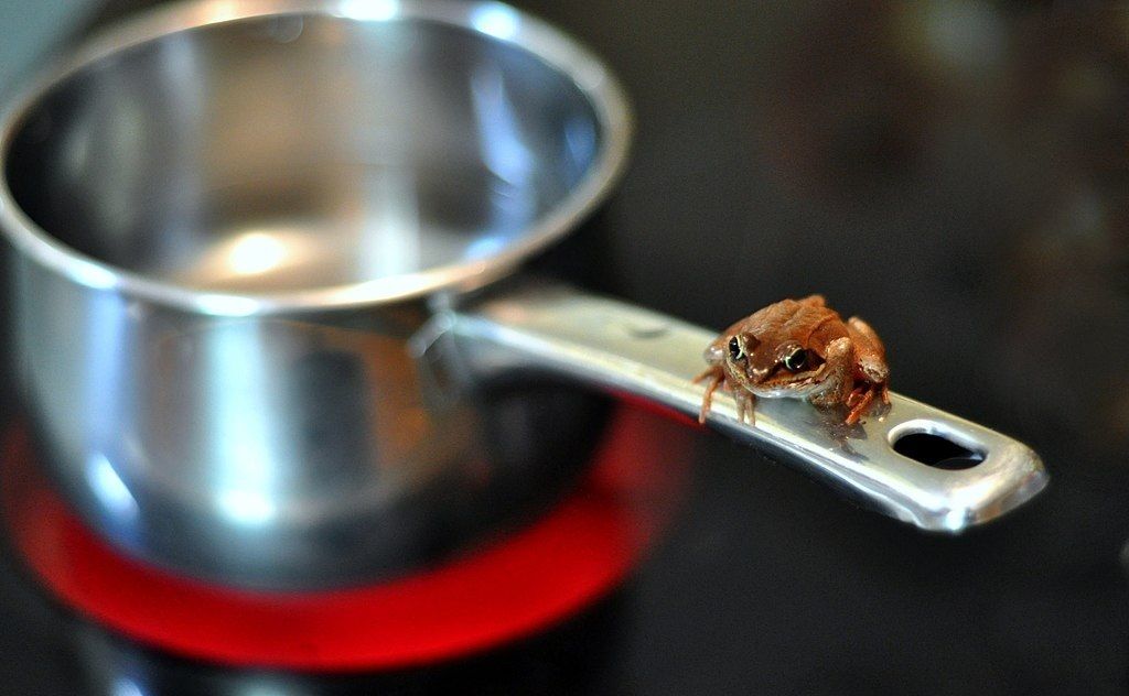 Frosch und Kochtopf.jpg