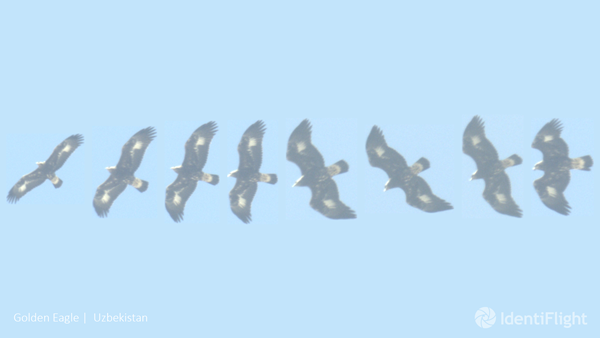 identiflight-captures-an-image-track-of-a-golden-eagle-in-fl.png