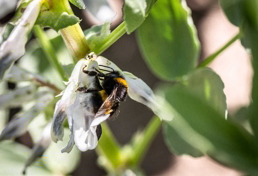 Hummel auf Hülsenfrucht.jpg