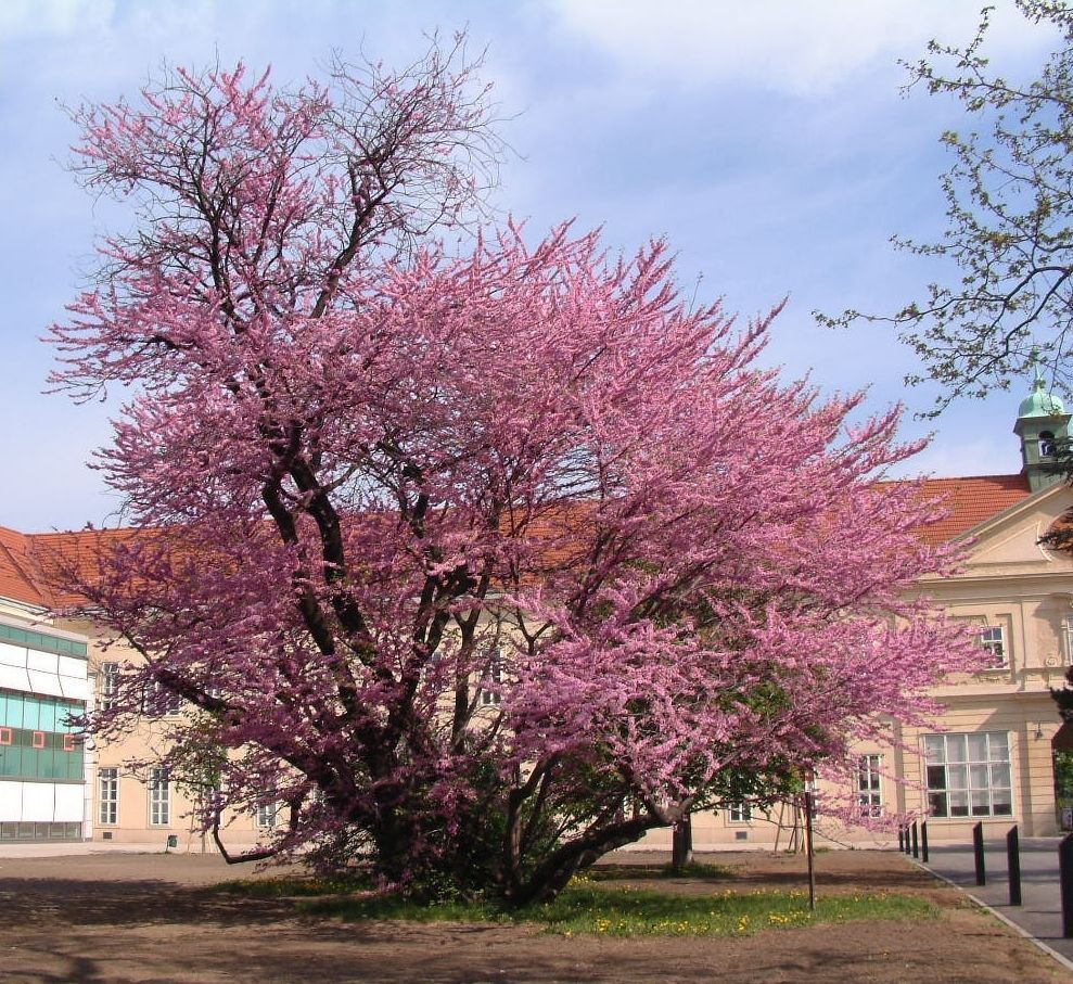 2025-08-12-nd762 judasbaum stadtwienumweltschutz-jpg.jpg