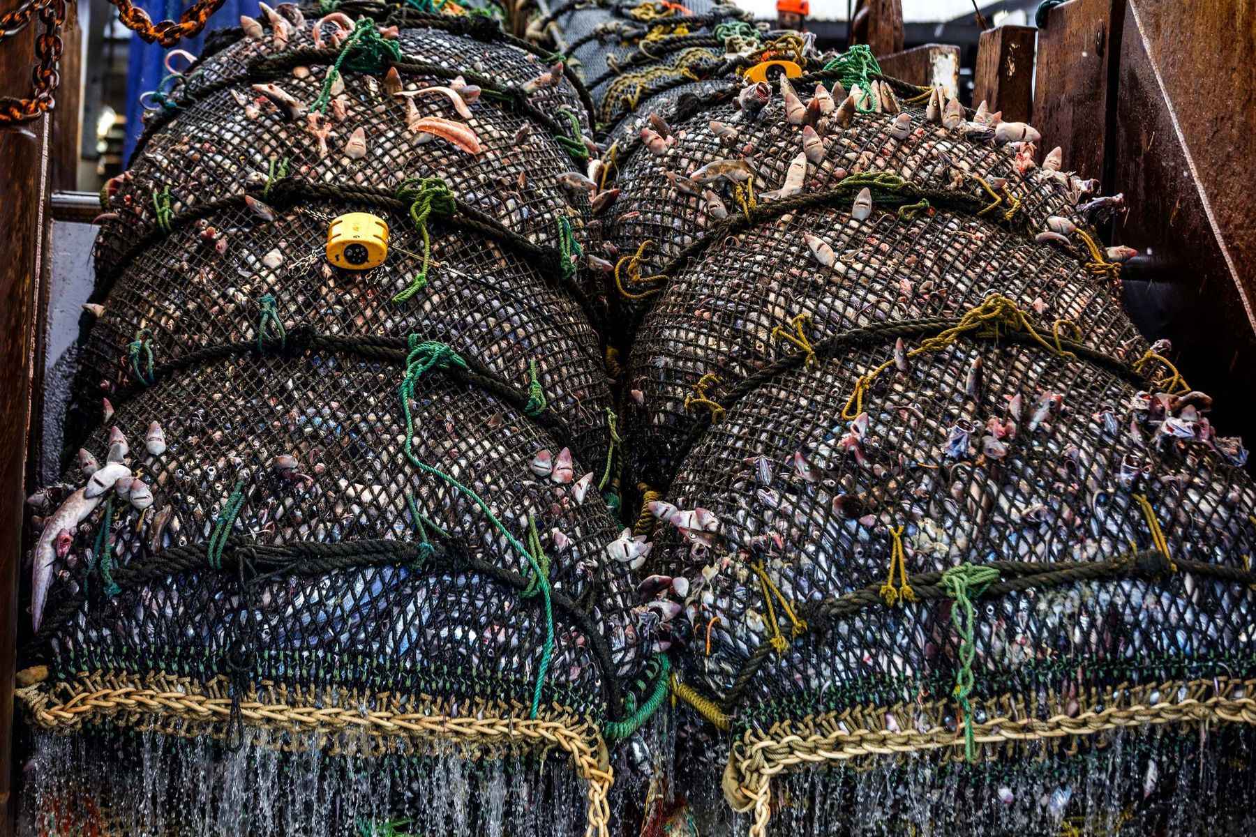 Industrielle Fischerei © Paul Hilton Greenpeace.jpg