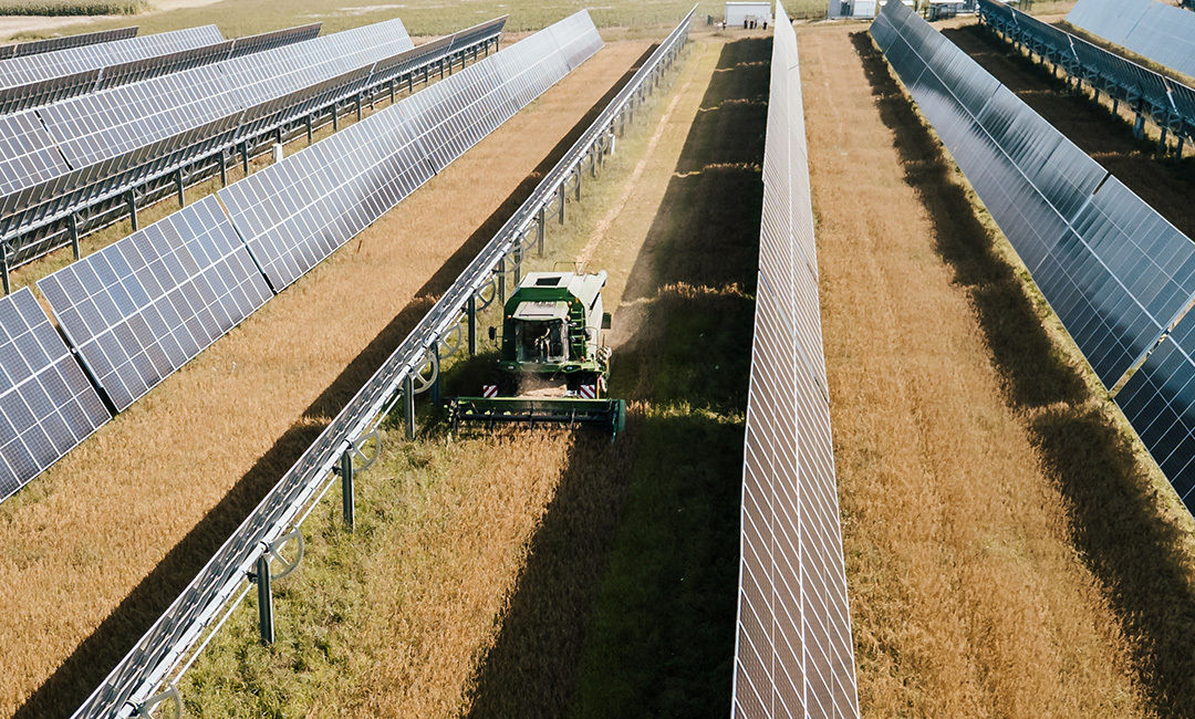 20250813 ernte sf pido gross.jpg